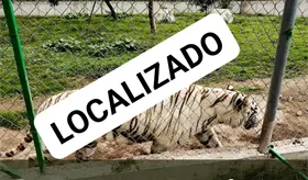 Localizan sin vida a tigre que escapó de zoológico durante lluvias en Puebla