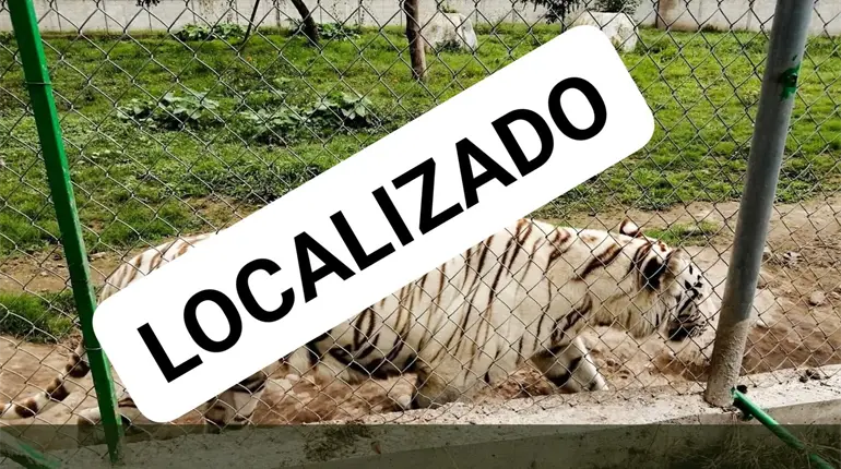 Localizan sin vida a tigre que escapó de zoológico durante lluvias en Puebla