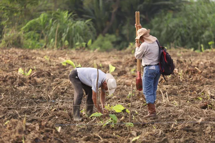¡Superan meta! Se registran para plantar 2.6 millones de árboles en jornada de reforestación