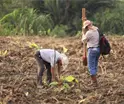 ¡Superan meta! Se registran para plantar 2.6 millones de árboles en jornada de reforestación