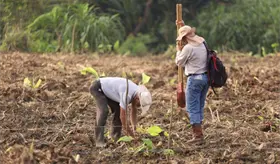 ¡Superan meta! Se registran para plantar 2.6 millones de árboles en jornada de reforestación