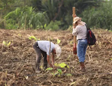 ¡Superan meta! Se registran para plantar 2.6 millones de árboles en jornada de reforestación