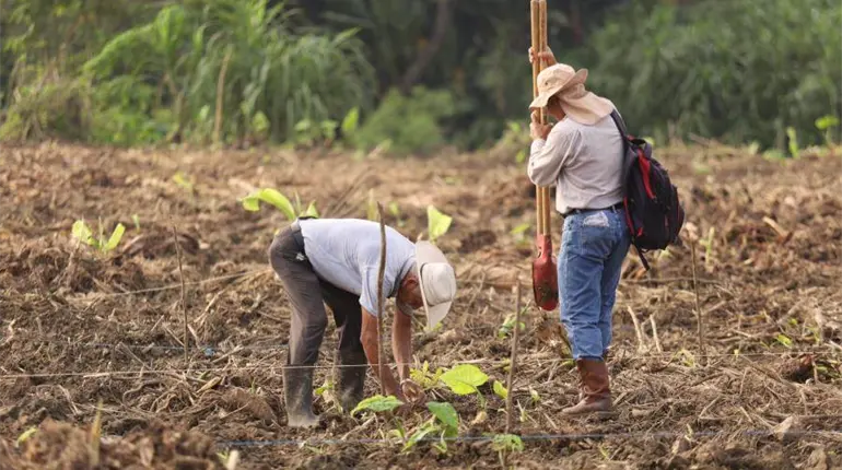 ¡Superan meta! Se registran para plantar 2.6 millones de árboles en jornada de reforestación