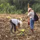 ¡Superan meta! Se registran para plantar 2.6 millones de árboles en jornada de reforestación