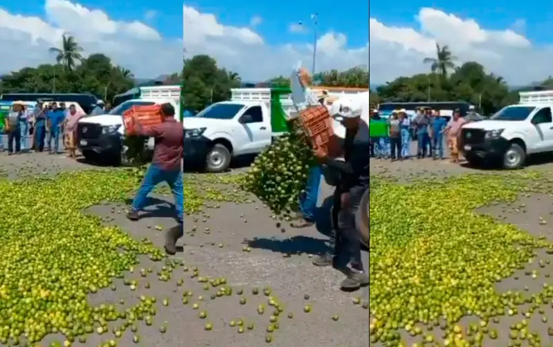 Productores de limón de Apatzingán tiran kilos de limón en protesta a los bajos precios del producto