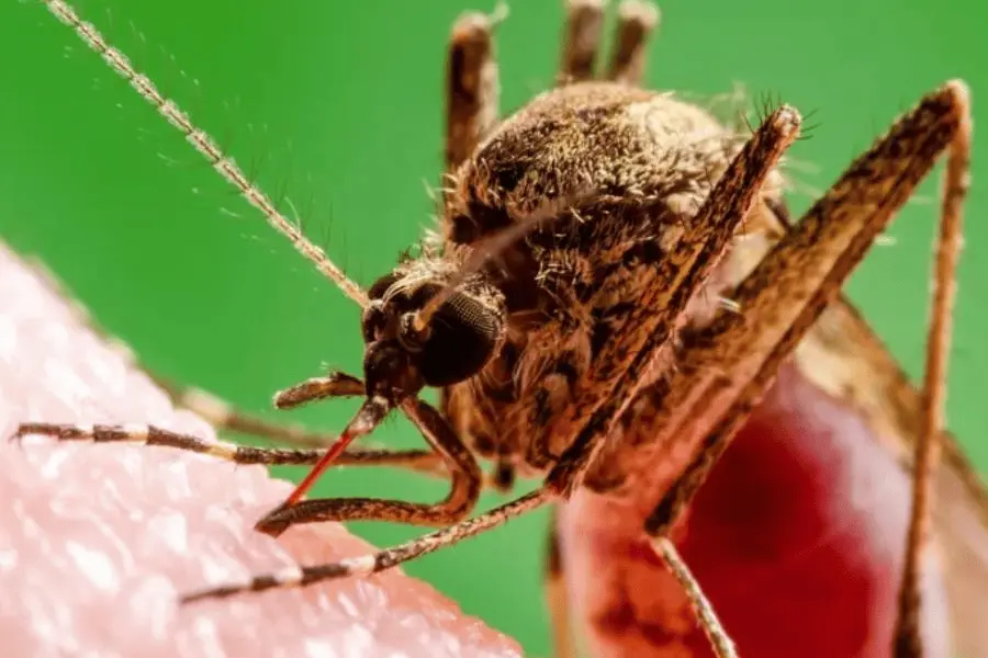 Confirma EE. UU. primer caso de chikungunya