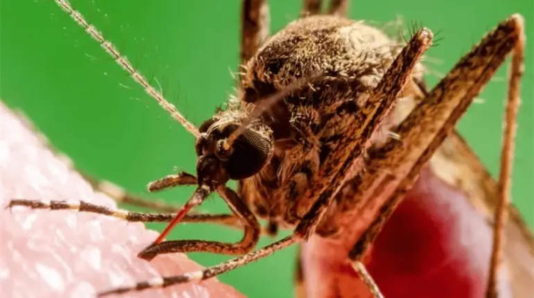 Confirma EE.UU. primer caso de chikungunya adquirido en suelo estadounidense