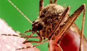 Emite Salud aviso preventivo de viaje por la presencia del Chikungunya en varios pa&iacute;ses