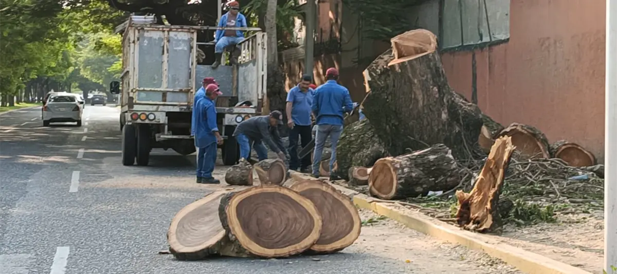 Rechaza Ayuntamiento de Centro campaña de tala de árboles en Villahermosa
