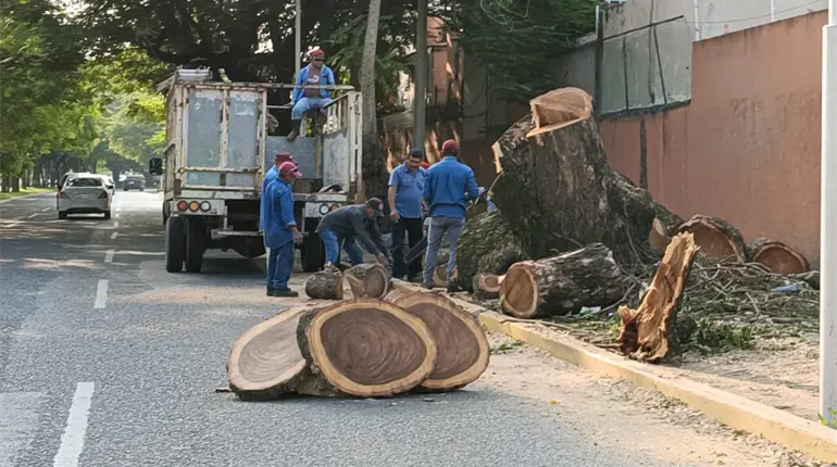 Rechaza Ayuntamiento de Centro campaña de tala de árboles en Villahermosa
