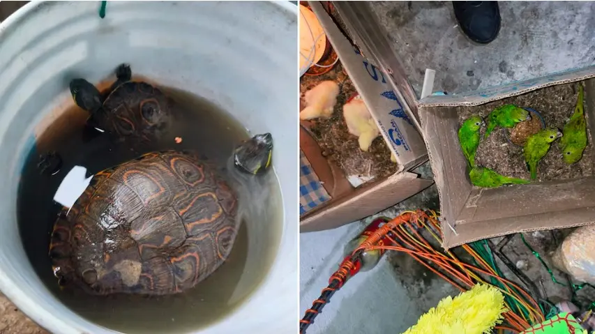 Vinculan a proceso a hombre detenido en Macuspana por posesión ilegal de armas y fauna
