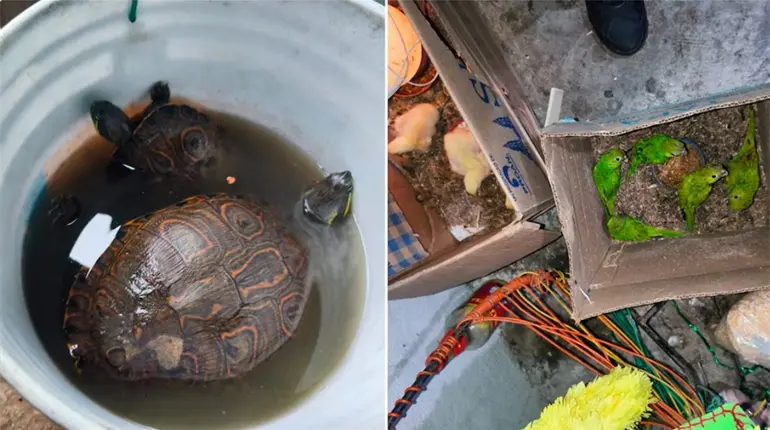 Vinculan a proceso a hombre detenido en Macuspana por posesión ilegal de armas y fauna
