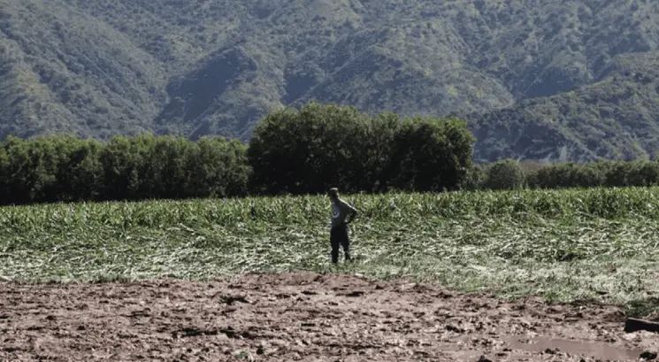 Reporta Sader afectaciones en más de 8 mil hectáreas de cultivo en Hidalgo por inundaciones