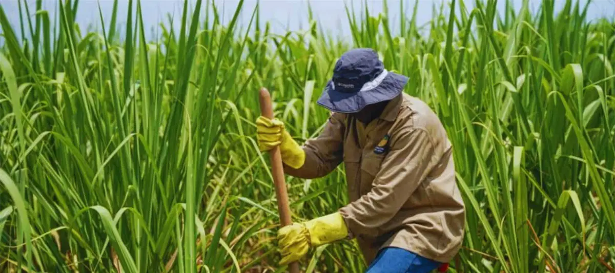 Sí va a haber zafra: May tras acuerdo con productores del ingenio azucarero ´Presidente Benito Juárez´ en Cárdenas