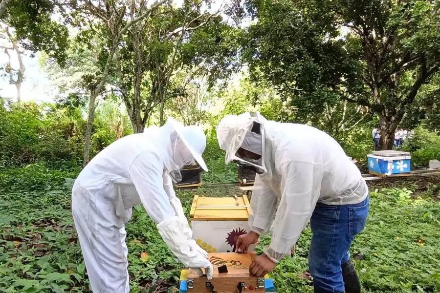Tabasqueños crean tecnología ética y avanzada para extracción de apitoxina sin dañar a las abejas