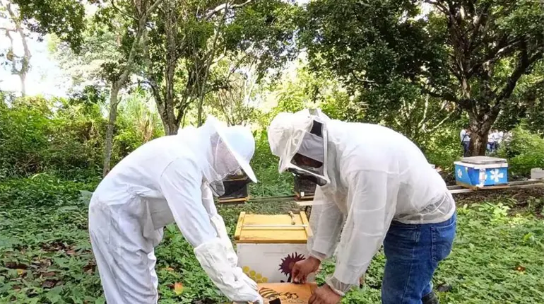 Tabasqueños crean tecnología ética y avanzada para extracción de apitoxina sin dañar a las abejas