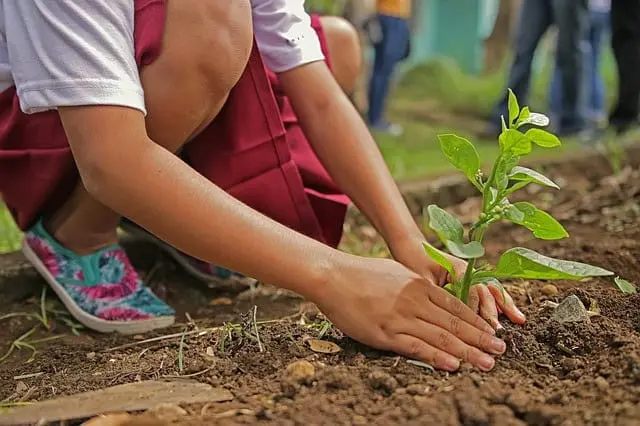 Propone Morena instaurar en Tabasco, el 12 de octubre como Día Estatal del Árbol