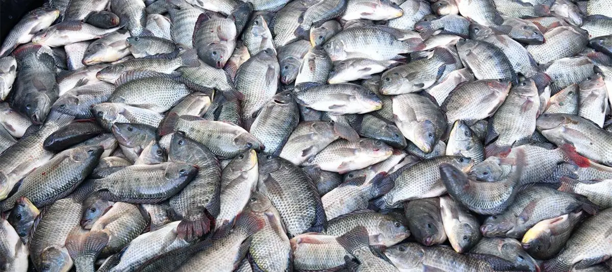 Busca May comercializar hasta 2 mil toneladas de producción de ´Pescando Vida´ en CDMX y Edomex