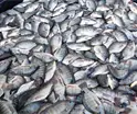 Busca May comercializar hasta 2 mil toneladas de producción de ´Pescando Vida´ en CDMX y Edomex