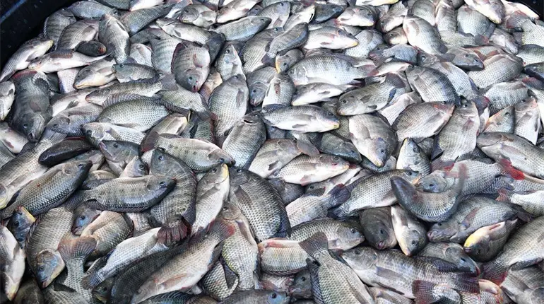 Busca May comercializar hasta 2 mil toneladas de producción de ´Pescando Vida´ en CDMX y Edomex