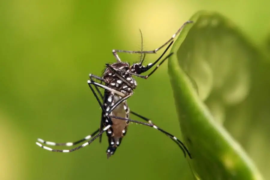 Reportan en Yucatán nuevo mosquito que puede causar dengue, chikungunya, zika y fiebre amarilla