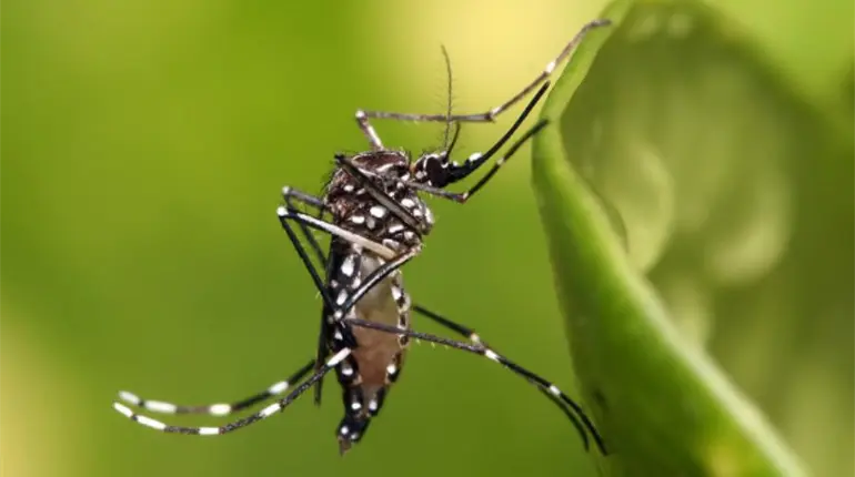 Reportan en Yucatán nuevo mosquito que puede causar dengue, chikungunya, zika y fiebre amarilla