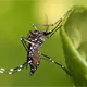 Reportan en Yucatán nuevo mosquito invasor
