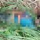 Aseguran en Sonora tractocamión con más de 1 tonelada de drogas; iban ocultas en cargamento de chiles
