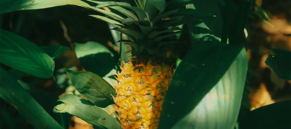 Producción de piña y palma de aceite deberían ser tomadas en cuenta en renegociación del T-MEC: CCET