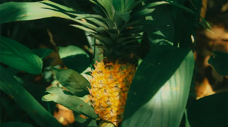 Producción de piña y palma de aceite deberían ser tomadas en cuenta en renegociación del T-MEC: CCET