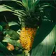 La producción de piña y palma de aceite deberían ser tomadas en cuenta en la renegociación del T-MEC: CCET