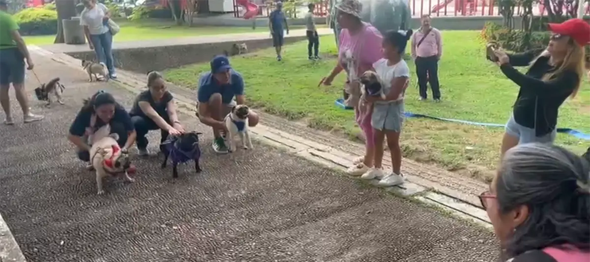 Organizan reunión de pugs en apoyo al refugio de Patrulla Canina Al Rescate
