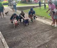 Organizan reunión de pugs en apoyo al refugio de Patrulla Canina Al Rescate