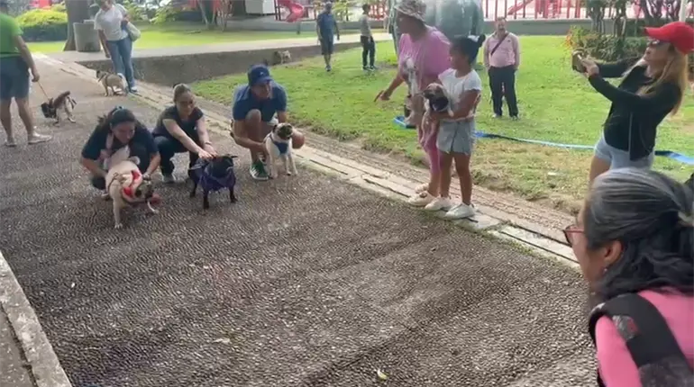 Organizan reunión de pugs en apoyo al refugio de Patrulla Canina Al Rescate