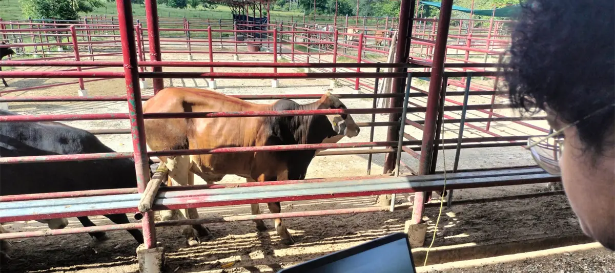 Estudiantes del Tec Zona Olmeca desarrollan sistema para medir peso y talla de ganado sin moverlo del corral