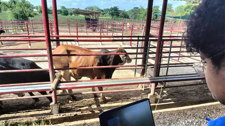 Estudiantes del Tec Zona Olmeca desarrollan sistema para medir peso y talla de ganado sin moverlo del corral