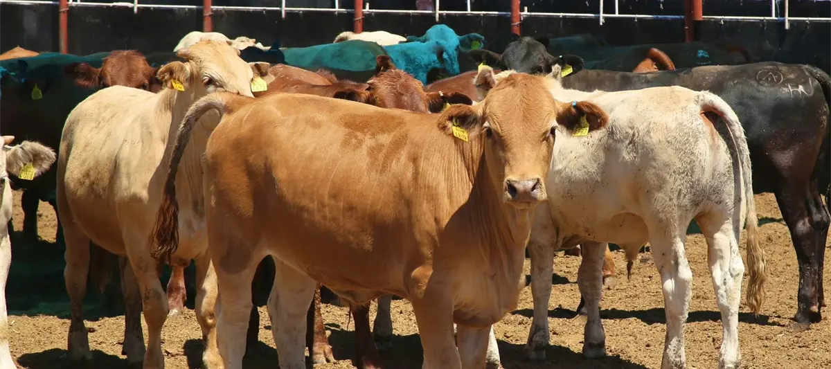 Sin fecha reapertura de frontera con EE. UU. para exportación de ganado: SADER