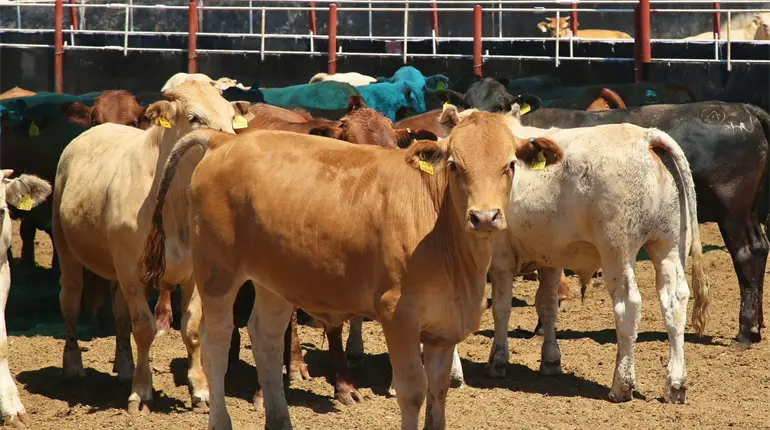 Sin fecha reapertura de frontera con EE. UU. para exportación de ganado: SADER