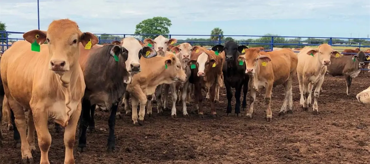 Urge Texas abrir la frontera a ganado mexicano
