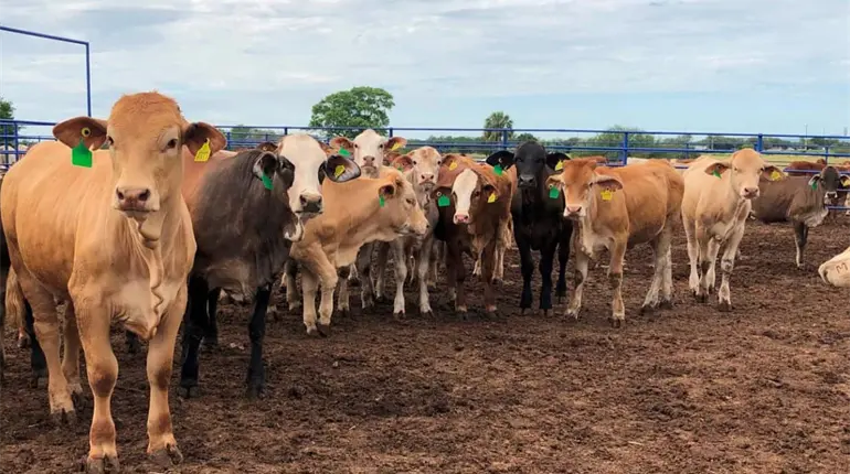 Urge Texas abrir la frontera a ganado mexicano