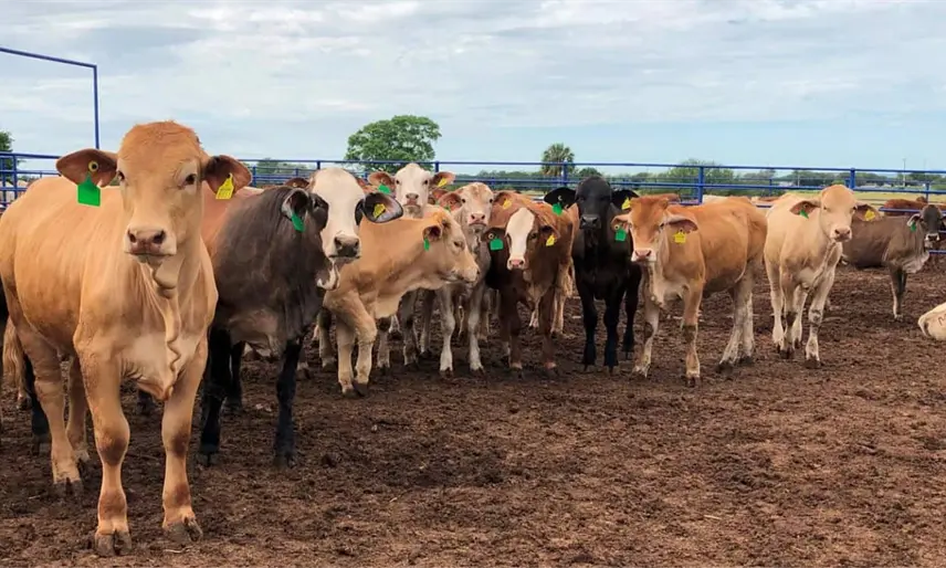 Sector agropecuario y pesquero de Tabasco viven reposicionamiento estratégico: SEDAP