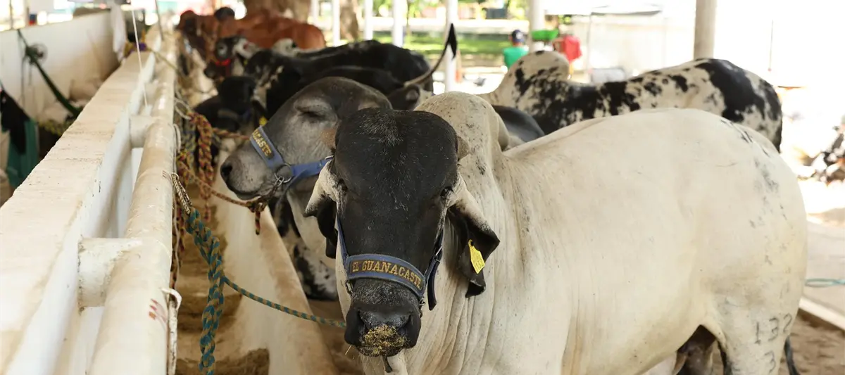 Inaugura May 3ª Muestra Mexicana del Cebú con la participación de 85 productores