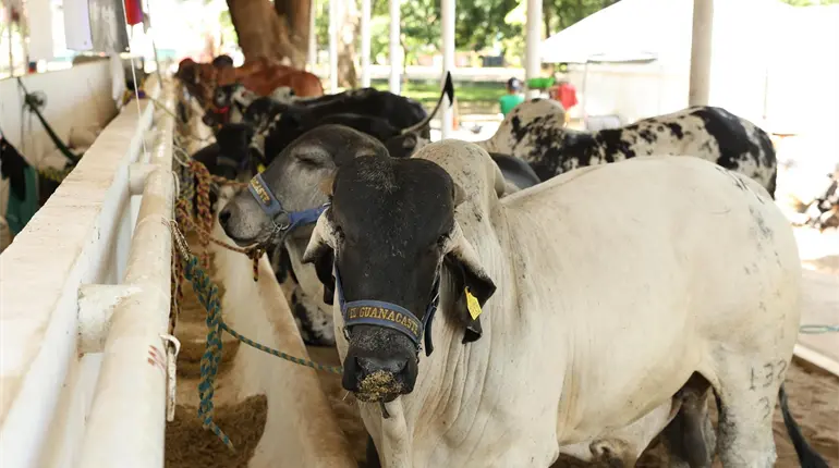 Inaugura May 3ª Muestra Mexicana del Cebú con la participación de 85 productores