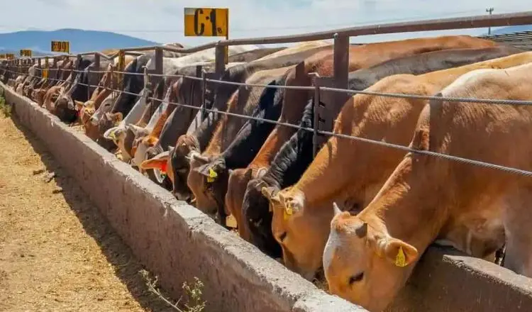 Elaborar indicadores para determinar cuándo cerrar frontera ante casos de gusano barrenador: Sheinbaum a EE. UU.