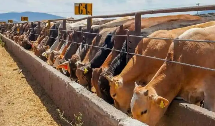 No ha habido nuevos acercamientos para reabrir la frontera norte al ganado por gusano barrenador: Sheinbaum