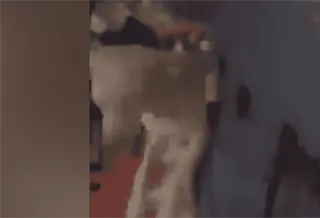 Captan a estudiantes del Cetis 40 de Cunduacán maltratando a perro