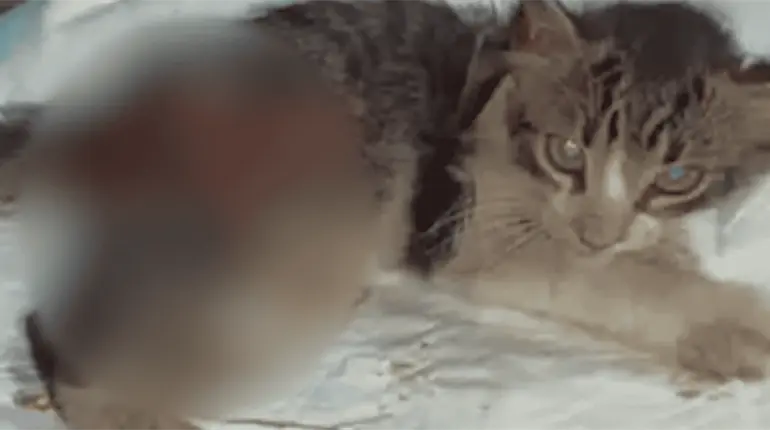 UJAT acatará determinación de FGE sobre caso de gatito maltratado; no habrá impunidad, afirma rector