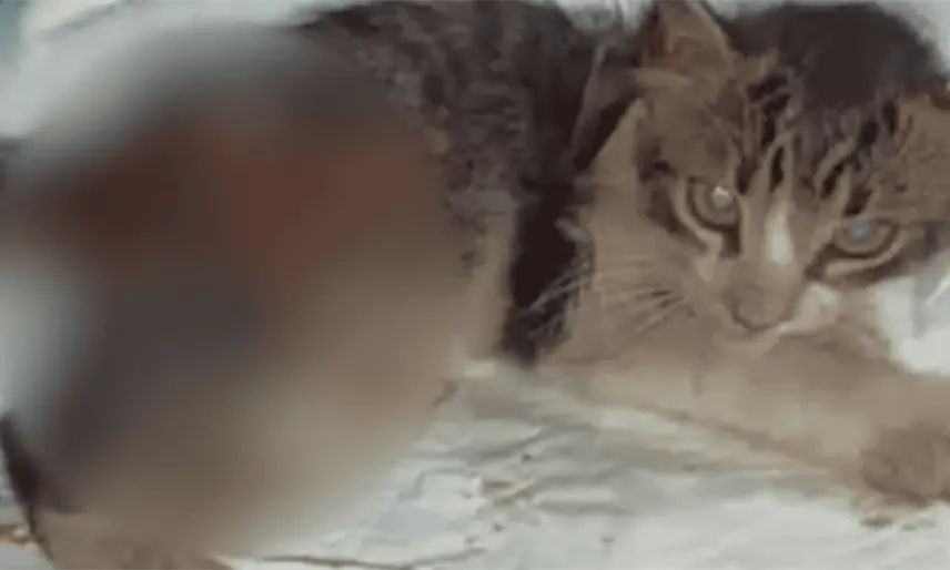 UJAT acatará determinación de FGE sobre caso de gatito maltratado; no habrá impunidad, afirma rector