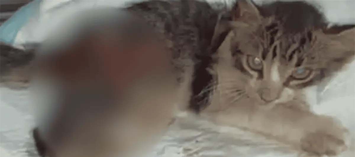 Es preocupante caso del gatito de la UJAT, pero no hay que criminalizar: Colegio de Abogados Tabasqueños