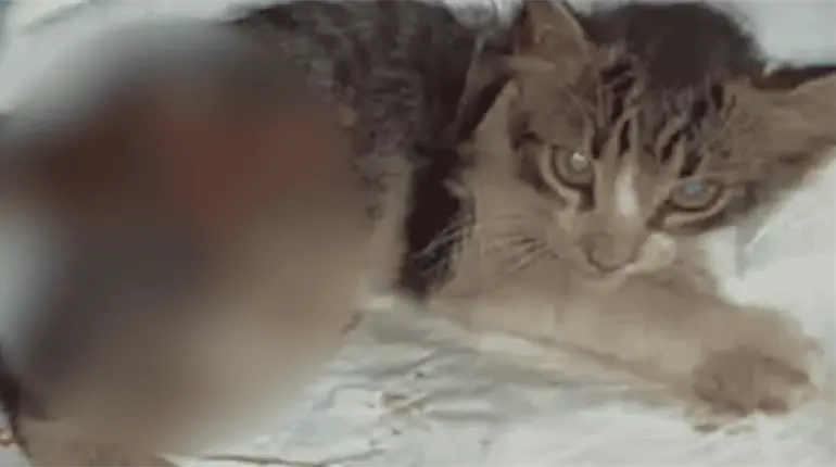 Es preocupante caso del gatito de la UJAT, pero no hay que criminalizar: Colegio de Abogados Tabasqueños